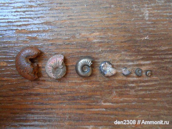 аммониты, Рыбинск, Ammonites, Переборы