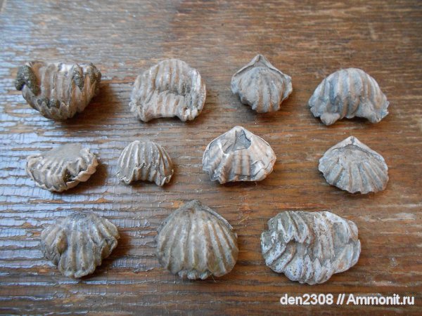 брахиоподы, Рыбинск, Rhynchonellida, Переборы