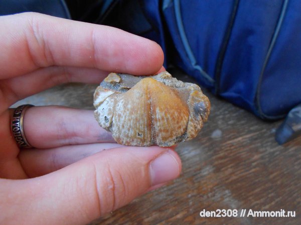 брахиоподы, Choristites, Рыбинск, Spiriferida