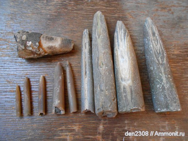 белемниты, Рыбинск, Переборы, belemnites