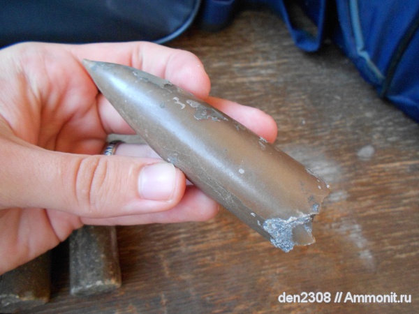 белемниты, Рыбинск, Переборы, belemnites