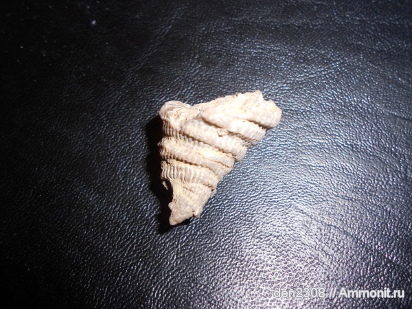 ругозы, Рыбинск, Переборы