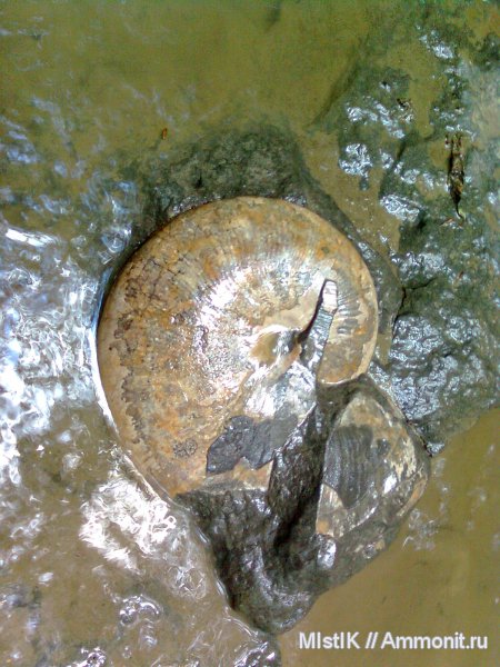 мел, Euphylloceras, Адыгея, Phylloceratidae, Cretaceous