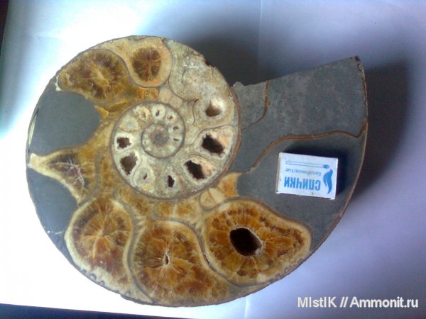 мел, Адыгея, Pictetia, Cretaceous