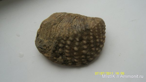 мел, двустворчатые моллюски, Адыгея, Quadratotrigonia, тригонии, Cretaceous