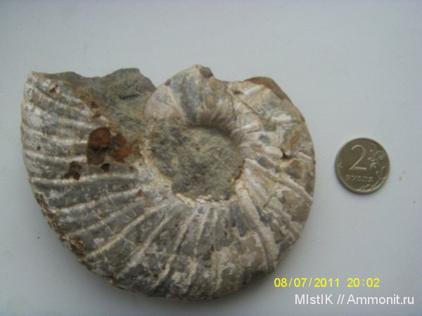 Eogaudryceras, Lytoceratina