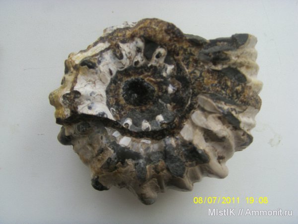 мел, апт, Epicheloniceras, Адыгея, Epicheloniceras subnodosocostatum, Douvilleiceratidae, Aptian, Cretaceous