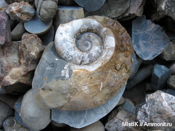 мел, апт, Адыгея, Pictetia, Aptian, Cretaceous