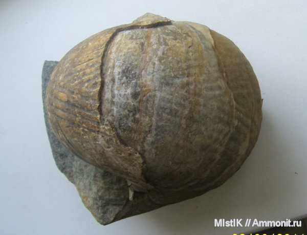 мел, наутилусы, Адыгея, Eucymatoceras, Eucymatoceras plicatum, Cretaceous