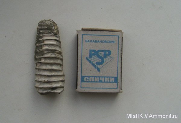 гетероморфные аммониты, heteromorph ammonites