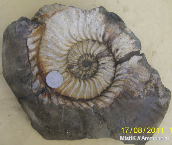 мел, Адыгея, Acanthohoplites, Cretaceous