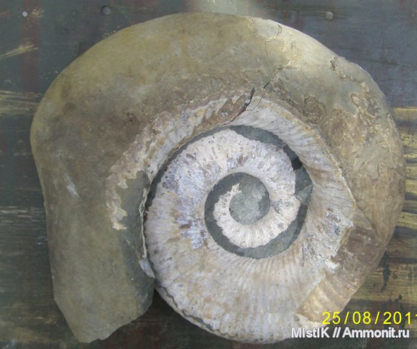 мел, Ammonitoceras, Адыгея, Cretaceous