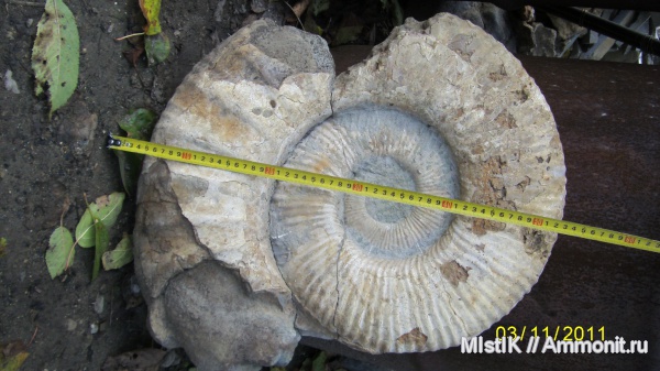 мел, Ammonitoceras, Адыгея, Cretaceous