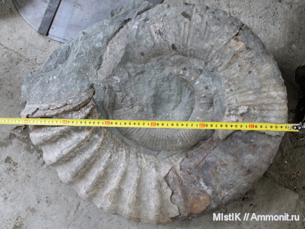 мел, Ammonitoceras, Адыгея, Cretaceous