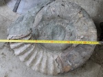 большой Ammonitoceras