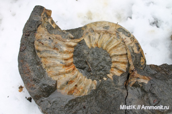 аммониты, мел, Адыгея, Ammonites, Acanthohoplites, Cretaceous