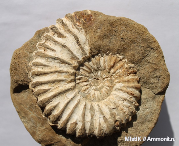 мел, Адыгея, Colombiceras, Cretaceous