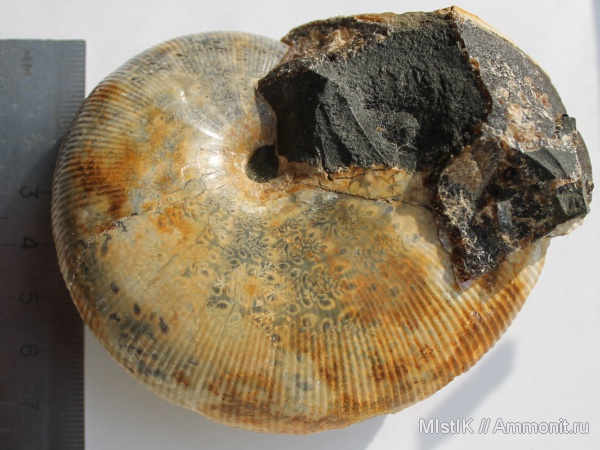 мел, Euphylloceras, Адыгея, Cretaceous