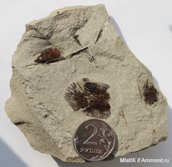 рыбы, чешуя, Адыгея, fish