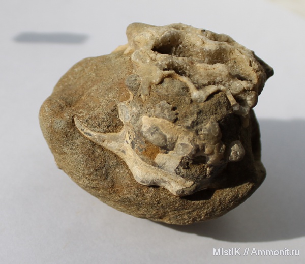 мел, апт, Epicheloniceras, Адыгея, шипы, Aptian, Cretaceous