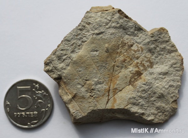 Адыгея, отпечатки листьев