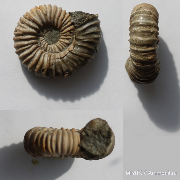 мел, апт, Адыгея, Acanthohoplites, Aptian, Cretaceous