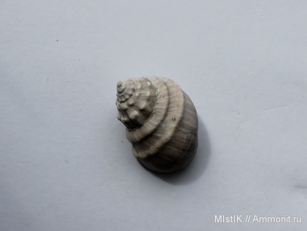 Адыгея, р. Белая, Trochidae