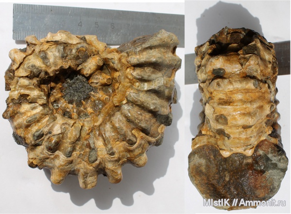 мел, апт, Epicheloniceras, Адыгея, Epicheloniceras subnodosocostatum, Douvilleiceratidae, Aptian, Cretaceous