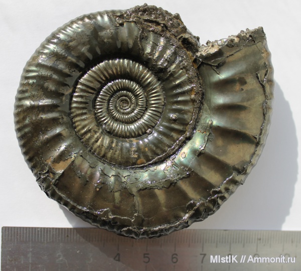 палеоприобретённое