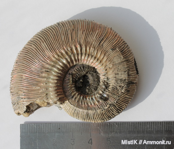 Михайлов, Kosmoceras, Kosmoceras phaeinum