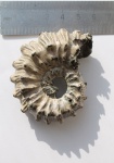 Аммонит Kosmoceras gemmatum