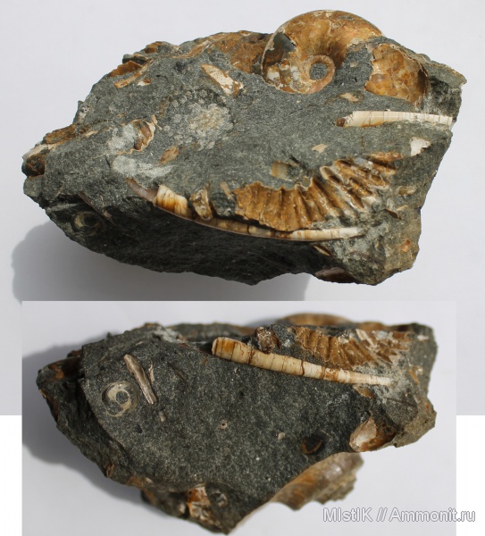 мел, скафоподы, лопатоногие моллюски, апт, Aptian, Cretaceous