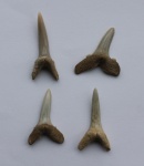 Зубы  Striatolamia