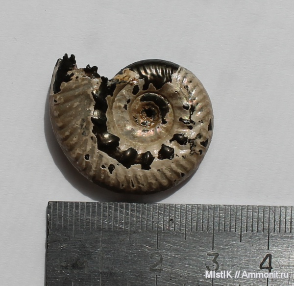 Михайлов, Brightia, Brightia davitaschvilii