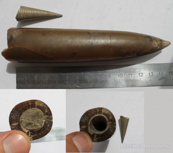 белемниты, Михайлов, Cylindroteuthis, фрагмоконы, belemnites, phragmocones