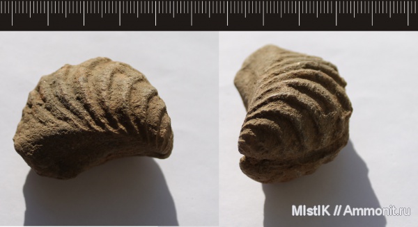 тригонии, Linotrigonia, Linotrigonia fittoni