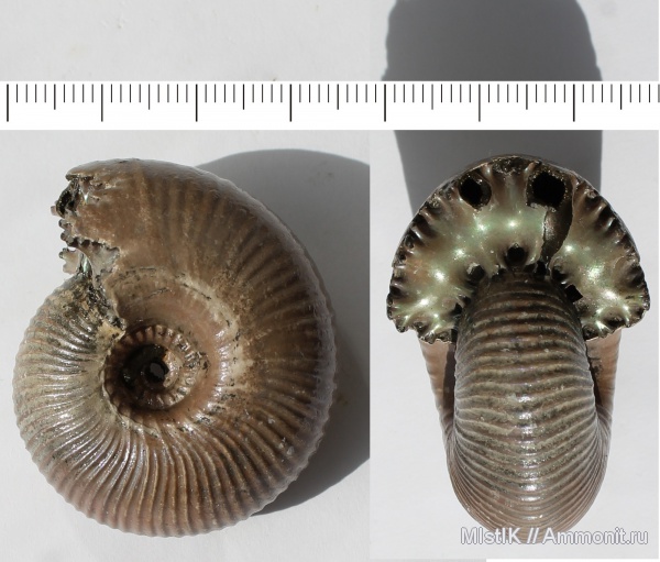 Михайлов, Funiferites, Funiferites allae