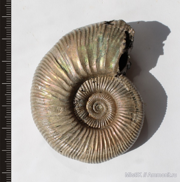 Михайлов, Binatisphinctes, Perisphinctidae