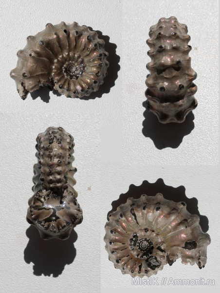 Михайлов, Kosmoceras, Kosmoceras gemmatum, Kosmoceras pollux