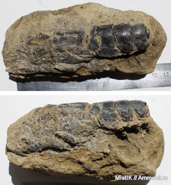 мел, ракообразные, раки, Cretaceous