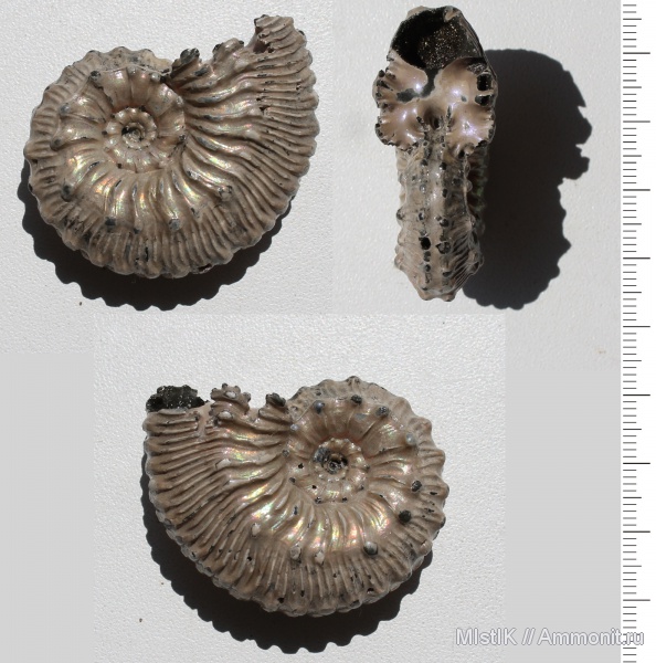 Михайлов, Kosmoceras