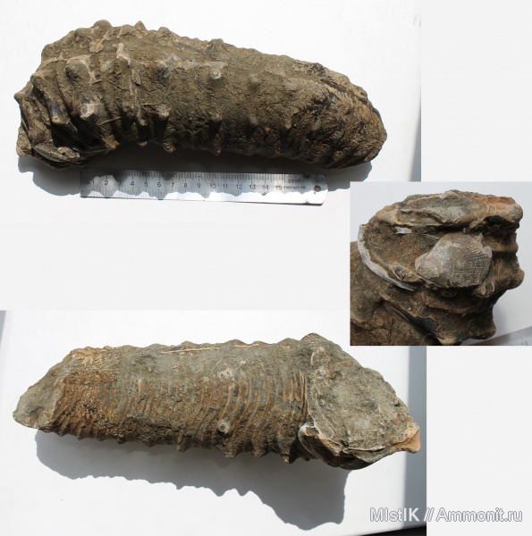 гетероморфные аммониты, heteromorph ammonites