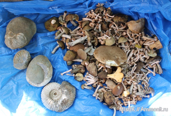 Адыгея, Acanthohoplites, Pictetia