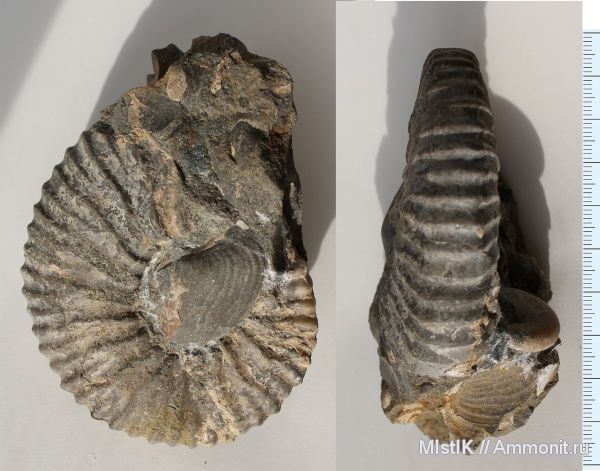 мел, апт, Адыгея, Hypacanthoplites, Aptian, Cretaceous