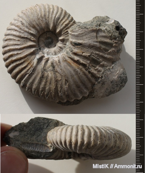 мел, апт, Адыгея, Acanthohoplites, Hypacanthoplites, Aptian, Cretaceous