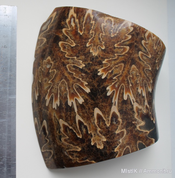 апт, Адыгея, лопастные линии, Pictetia, Aptian