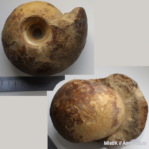 келловей, Rondiceras, Никитино, Callovian, Middle Jurassic