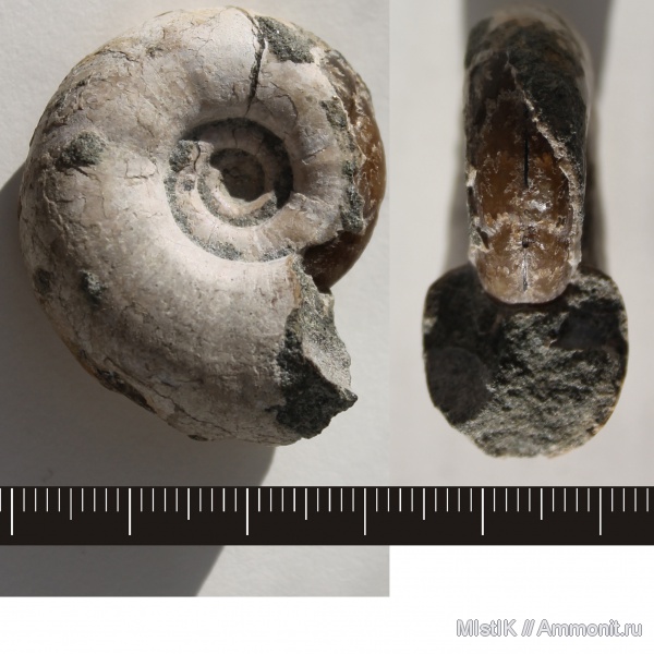 мел, апт, Tetragonites, Адыгея, Tetragonites heterosulcatus, Aptian, Cretaceous