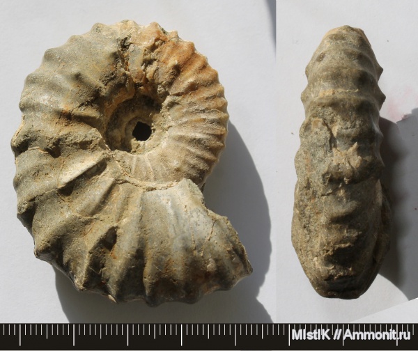 мел, апт, Адыгея, Diadochoceras, Aptian, Cretaceous