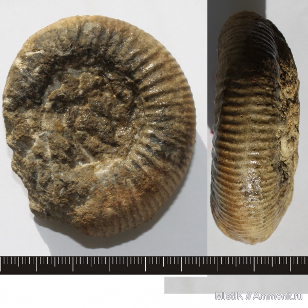 юра, Perisphinctes, р. Губс, Jurassic